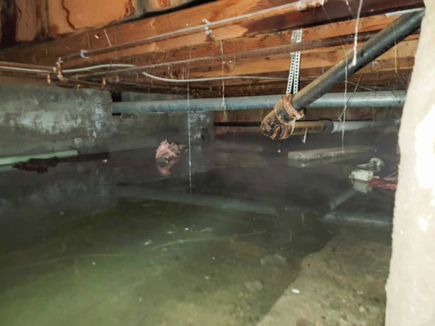Best Commercial water damage restoration  in Spring Grove, MN
