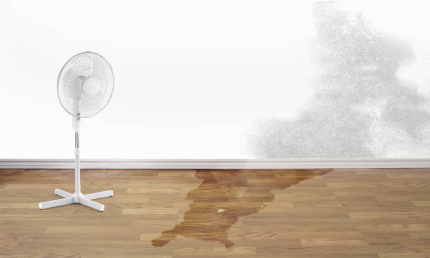 Best Sewage cleanup and water damage restoration  in Spring Grove, MN