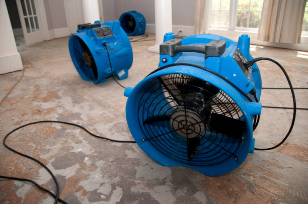 Best Carpet water damage restoration  in Spring Grove, MN
